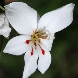 Gladiolus