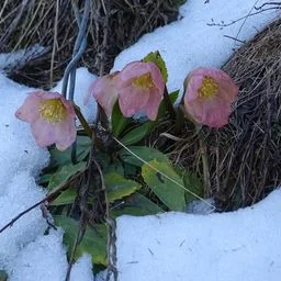 Rosa di Natale