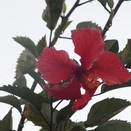 Hibiskus