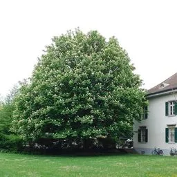 Rosskastanie