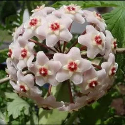Fiore di cera