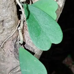 Herz-Hoya