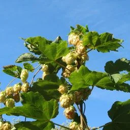 Humulus lupulus