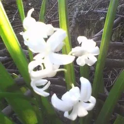 Hyacinth