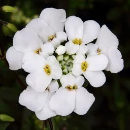 Perennial Candytuft