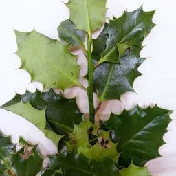 European holly