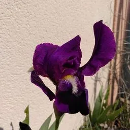 Iris barbuto
