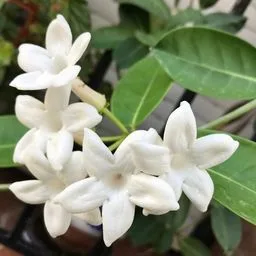 Common Jasmine