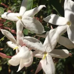 Winterjasmin