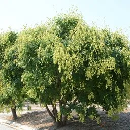 golden rain tree