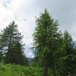 European larch