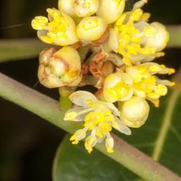 Bay tree