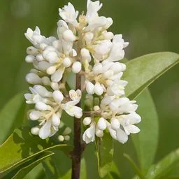 Ligustro