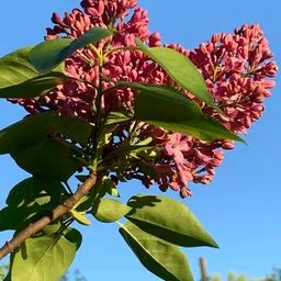 Common lilac