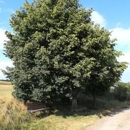 Small-leaved lime