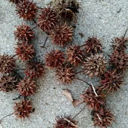 American sweetgum