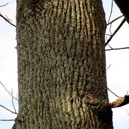 Albero dei tulipani