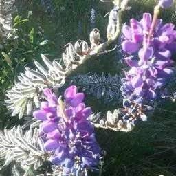 Large-leaved lupine