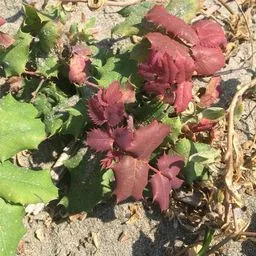 Oregon grape