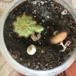 Gold Lace Cactus