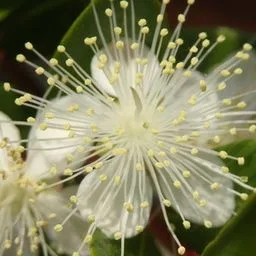 Common myrtle