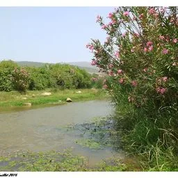 Oleander