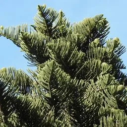 Norfolk Island pine