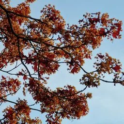 Norway maple