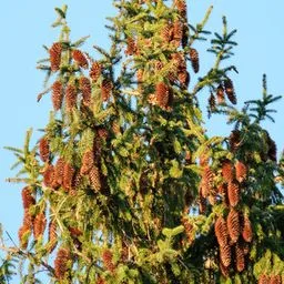 Norway spruce