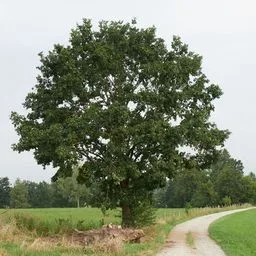 English oak