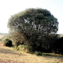 Olivenbaum