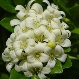 Murraya