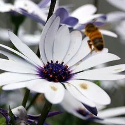 Osteospermum