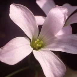 Trifoglio viola