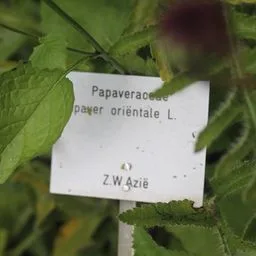 Oriental Poppy