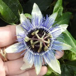 Blue passionflower