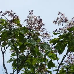 princess tree