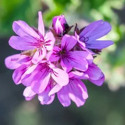 Geranie