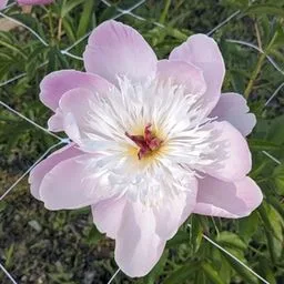 Peony