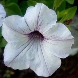 Petunia