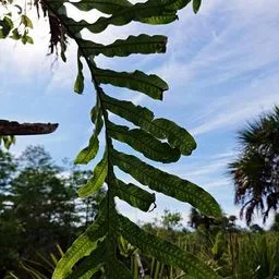 golden polypody