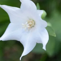 balloon flower
