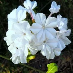 Plumbago