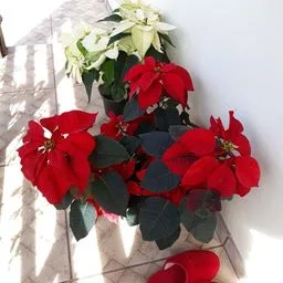 Poinsettia