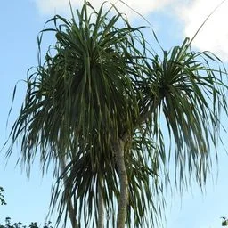 Palmera cola de caballo