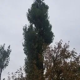 Pioppo nero