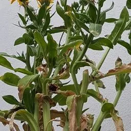 Calendula
