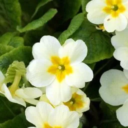 Primroses