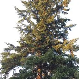Douglas-fir