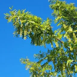 Caucasian Wingnut